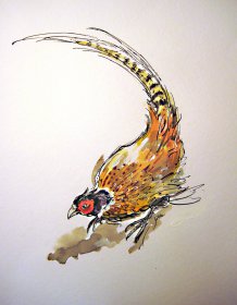 Goldfasan Aquarell/Tusche 
50 x 40 cm